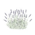 Lavender flower bush isolated vector Illustration. For label, packaging, card. Healing and cosmetics herb. Medical plant