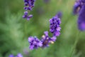 Lavender flower closeup, Purple flowers of lavender. aromatic herbal plantation