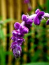 Lavender flower Colored Beautiful Purple Nutritious Scent Mosquito repellent