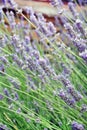 Lavender flower field Royalty Free Stock Photo