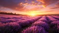 Lavender flower field in bloom at sunset. Golden hour. AI Generated Royalty Free Stock Photo