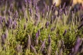 Lavender flower field, Blooming Violet fragrant lavender flowers. Growing Lavender swaying on wind over sunset sky Royalty Free Stock Photo