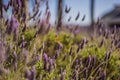 Lavender flower field, Blooming Violet fragrant lavender flowers. Growing Lavender swaying on wind over sunset sky Royalty Free Stock Photo