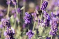 Lavender flower field, Blooming Violet fragrant lavender flowers. Growing Lavender swaying on wind over sunset sky Royalty Free Stock Photo