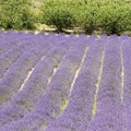 Lavender flower field, with free, Provence. Royalty Free Stock Photo
