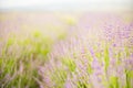 Lavender flower field.