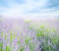 Lavender flower field.