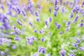 Lavender flower field in fresh summer nature colors on blurred background. Wonderful summer nature closeup Royalty Free Stock Photo