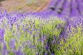 Lavender flower field in fresh summer nature colors on blurred background. Wonderful summer nature closeup Royalty Free Stock Photo