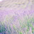 Lavender flower field in fresh summer nature colors on blurred background. Wonderful summer nature closeup, vintage toned Royalty Free Stock Photo