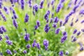 Lavender flower field in fresh summer nature colors. Wonderful summer nature closeup Royalty Free Stock Photo