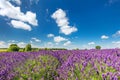 Lavender flower field in full bloom, sunny blue sky Royalty Free Stock Photo