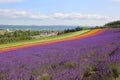 Lavender flower field Royalty Free Stock Photo