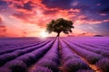 Lavender flower field with lonely tree at sunset, Provence, France, Stunning lavender field landscape at summer sunset with a Royalty Free Stock Photo