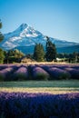 Lavender flower field near Mt. Hood in Oregon, with an abandoned barn Royalty Free Stock Photo