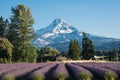 Lavender flower field near Mt. Hood in Oregon, with an abandoned barn