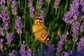 Lavender flower field with Painted lady butterfly Royalty Free Stock Photo