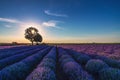 Lavender flower in the field panoramic view