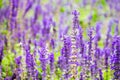 Lavender flower field,Spring background, leave space for adding Royalty Free Stock Photo