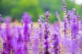 Lavender flower field,Spring background, leave space for adding Royalty Free Stock Photo