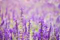 Lavender flower field,Spring background, leave space for adding Royalty Free Stock Photo