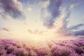 Lavender flower field at sunset. Vintage Royalty Free Stock Photo