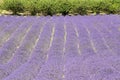 Lavender flower field, with tree, Provence. France Royalty Free Stock Photo