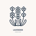 Lavender flower flat line icon. Medicinal plant vector illustration. Thin sign for herbal medicine, essential oil logo