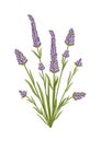 Lavender flower. Floral design for postcard, poster, ad, decor, fabric and other uses. Vector isolated illustration of