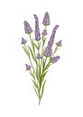 Lavender flower. Floral design for postcard, poster, ad, decor, fabric and other uses. Vector isolated illustration of