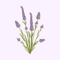 Lavender flower. Floral design for postcard, poster, ad, decor, fabric and other uses. Vector isolated illustration of