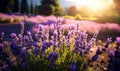 lavender flower garden macro sunset, ai generative Royalty Free Stock Photo
