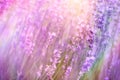 Lavender flower in garden, selective and soft focus on flowers Royalty Free Stock Photo