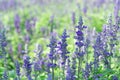 Lavender flower in graden Royalty Free Stock Photo