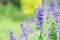 Lavender flower in graden Royalty Free Stock Photo