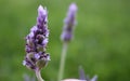 Lavender flower on a green lawn.