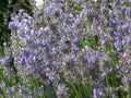 Lavender flower head close up. Bright green natural background. Gardening of Ukraine