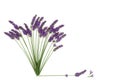 Lavender Flower Herb Natural Alternative Medicine Royalty Free Stock Photo