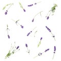 Lavender flower herb white background Floral flat lay