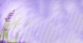 Lavender flower isolated on a mauve and green background panoramic format, copy space