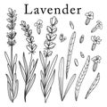 Lavender flower. Isolated outlined vector set on white.