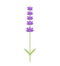 Lavender flower isolated Royalty Free Stock Photo