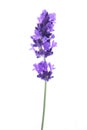Lavender flower isolated Royalty Free Stock Photo
