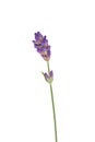 Lavender flower isolated on white Royalty Free Stock Photo
