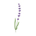 Lavender flower. Lavendar stem, French floral plant with blooming lavanda. Blossomed Provence lavandula. Violet lavander