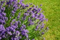 Lavender flower lavendula in full bloom