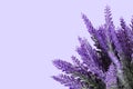 Lavender flower on lilac  purple background. Lavender in a pot. Floral home decor  greeting card with flower Royalty Free Stock Photo