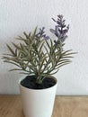 lavender flower plant with a white pot on a wooden background Royalty Free Stock Photo