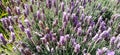 Lavender flower Royalty Free Stock Photo