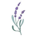 Lavender flower. Provence floral herb with purple blooms. Botanical drawing of French field Lavandula. Blossomed